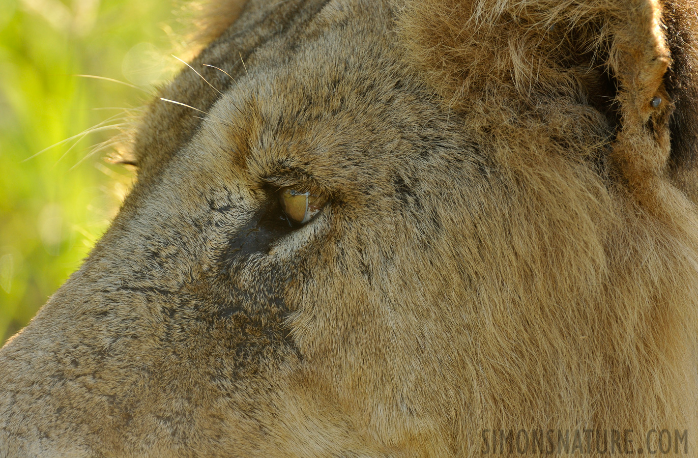 Panthera leo melanochaita [550 mm, 1/400 sec at f / 8.0, ISO 1000]